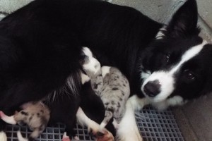 Nasceram 2 Machos BM, 1 Macho PB, 1 Fêmea BM e 1 Macho BM.