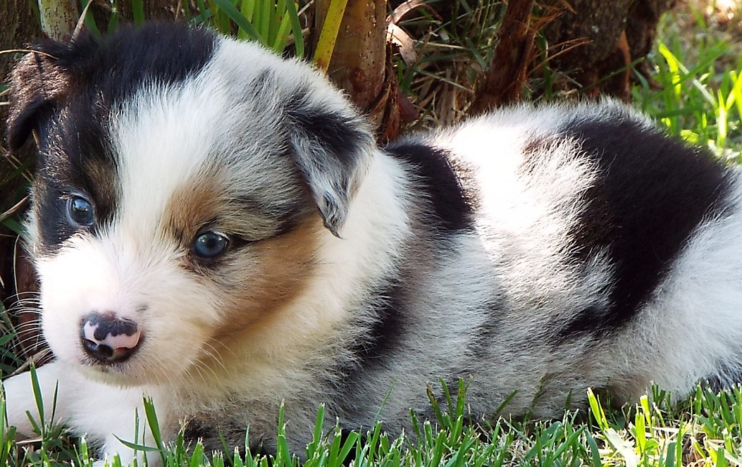 Linda ninhada de Border Collie Blue Merle tricolor